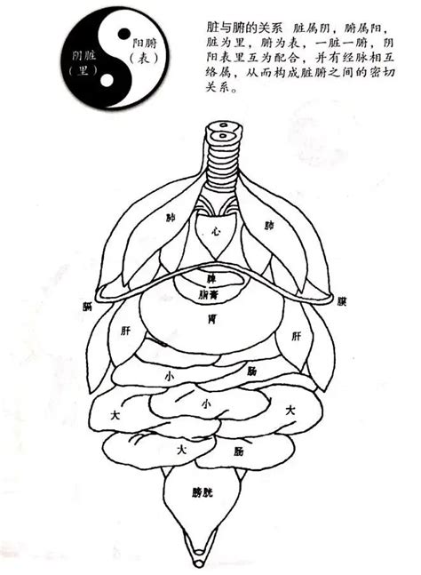 胃 五行|三、脏与腑的关系